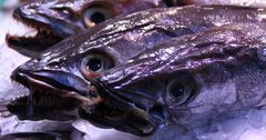 Fische am Markt La Boqueria - Barcelona - Spanien - Mai 2011