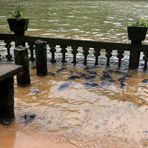 fische auf der terrasse