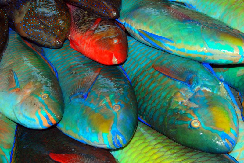 Fische Aus Dem Indischen Ozean Foto Bild Asia Thailand Southeast Asia Bilder Auf Fotocommunity