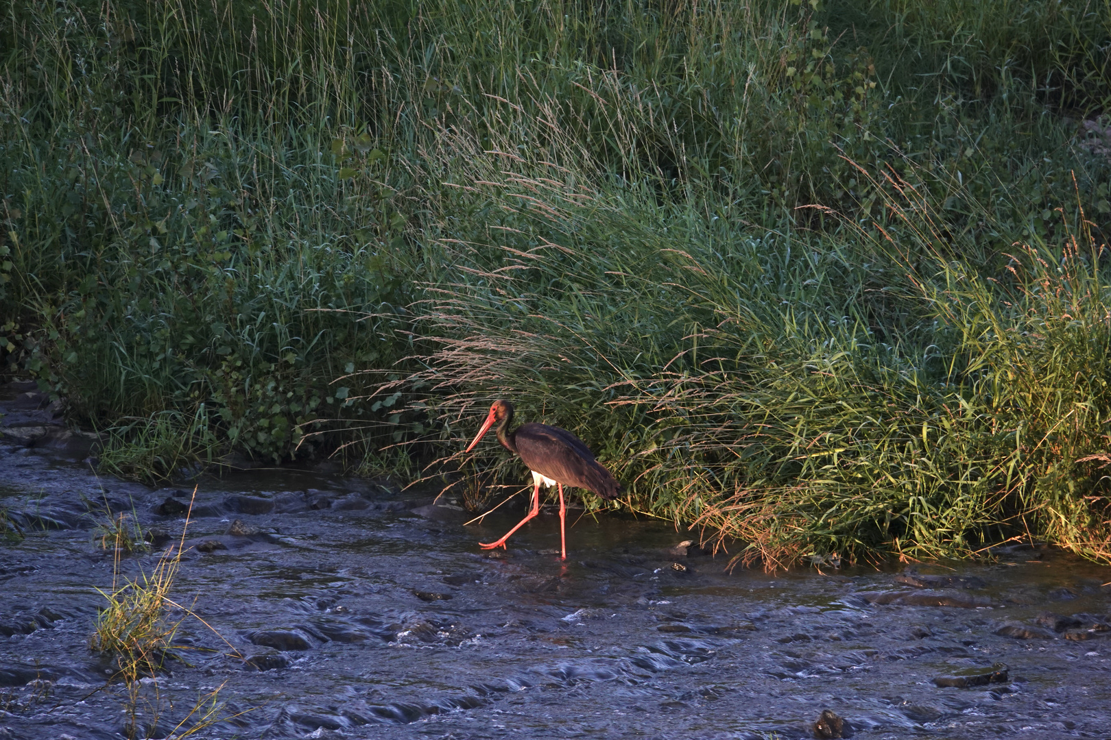 Fische bei Sonnenaufgang am Wasserfall alte Elbe in Magdeburgist schön