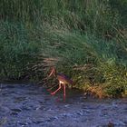 Fische bei Sonnenaufgang am Wasserfall alte Elbe in Magdeburgist schön