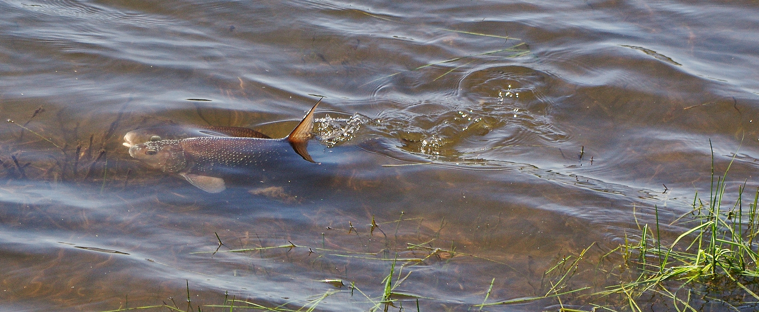 Fische beim Laichen