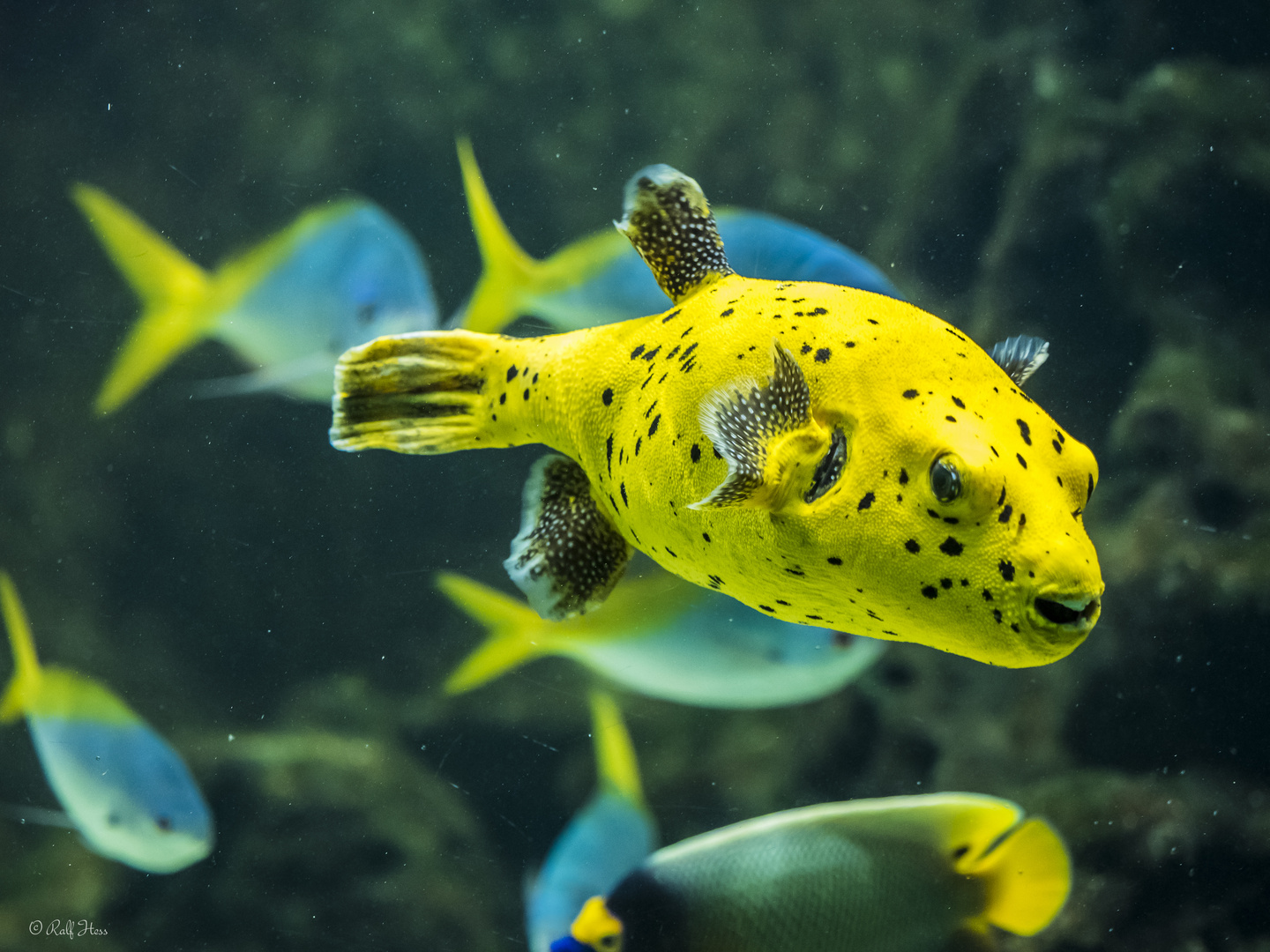 Fische Foto & Bild | tiere, zoo, wildpark & falknerei, natur Bilder auf ...