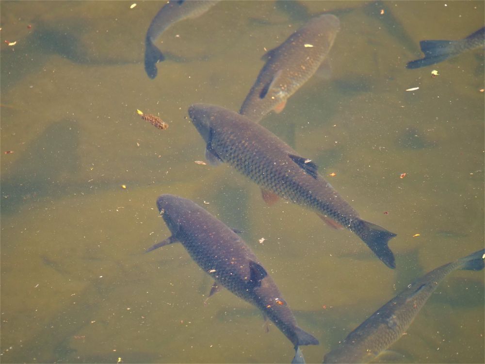 Fische (Dölbel) in der Ruhr.