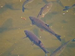 Fische (Dölbel) in der Ruhr.