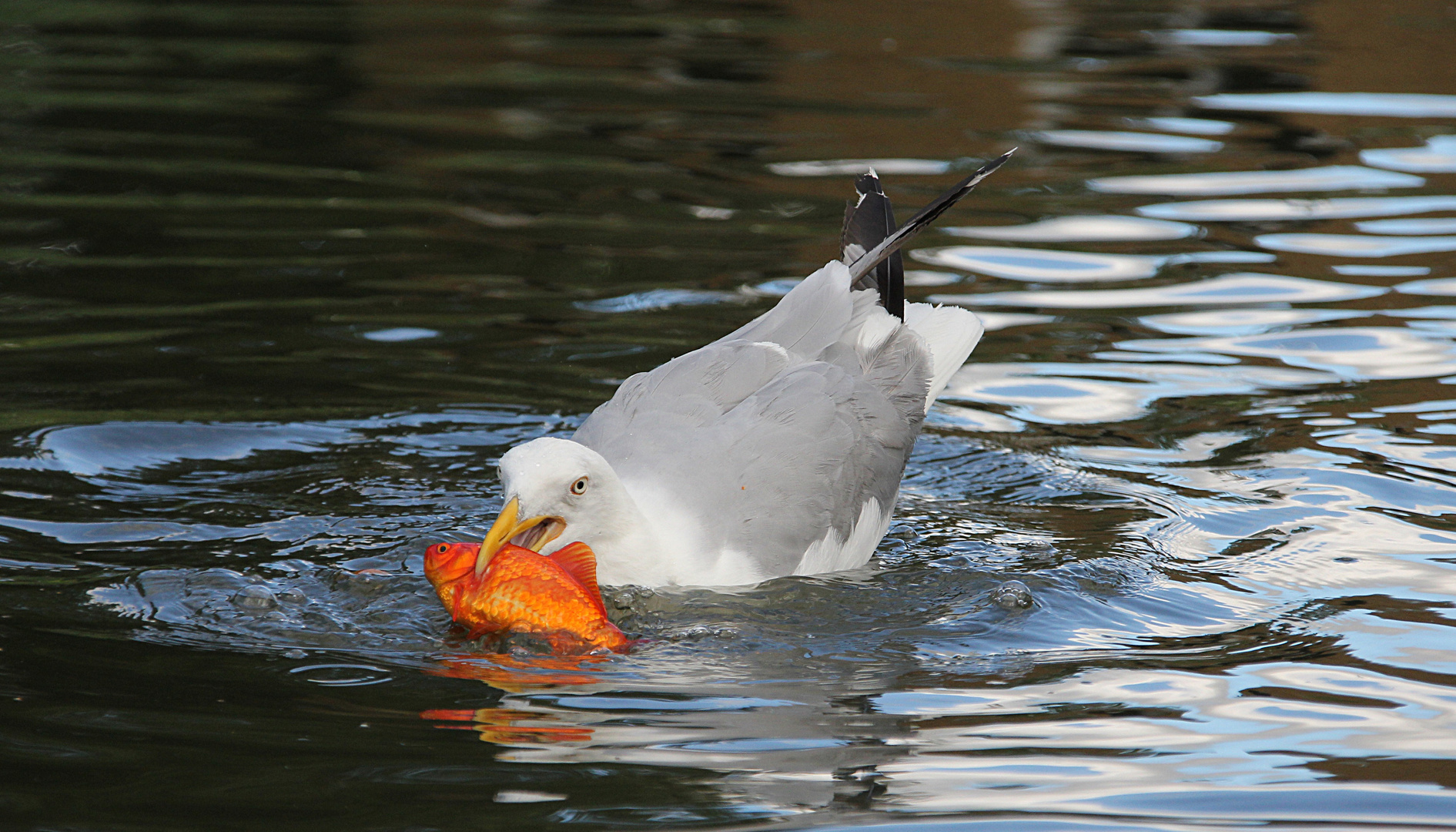 Fische fangen...