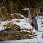 Fische fangen in der Flöthe.