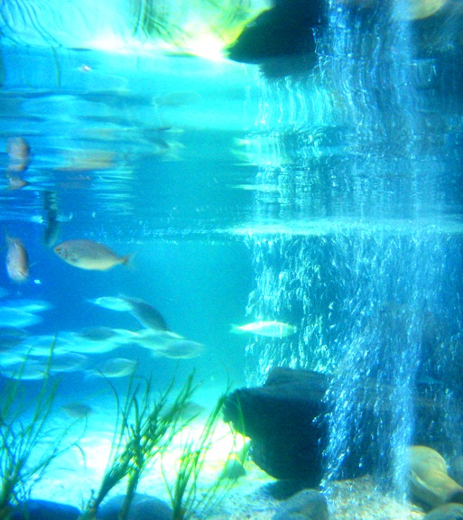 Fische gespiegelt