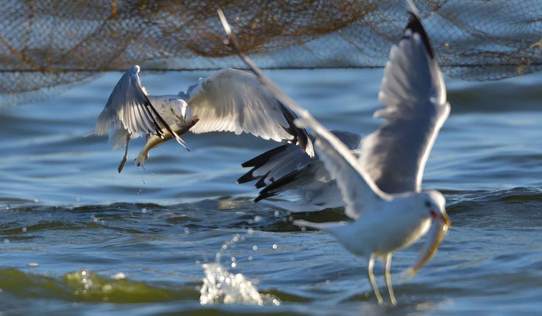 Fische holt man beim Fischer