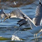 Fische holt man beim Fischer