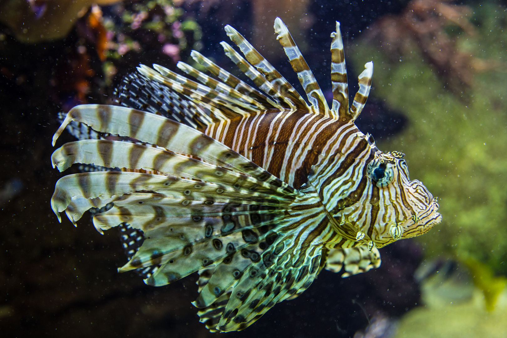 Fische im Aquarium