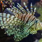 Fische im Aquarium