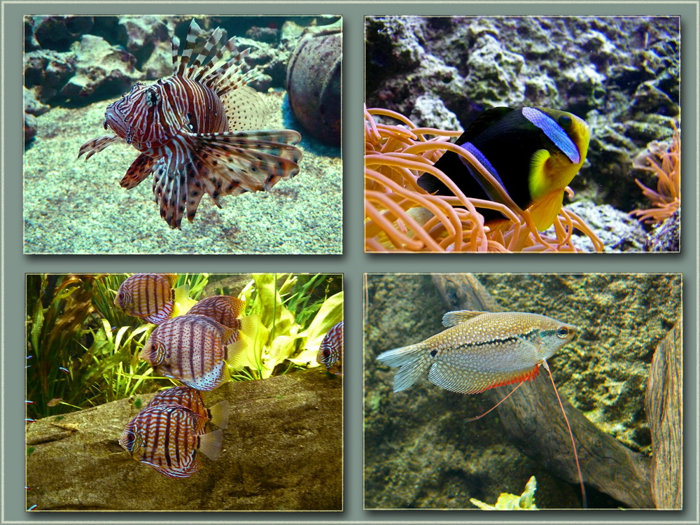 Fische im Aquarium