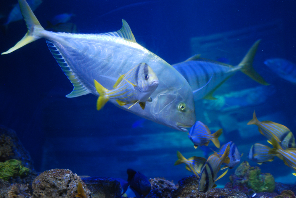 Fische im Aquarium