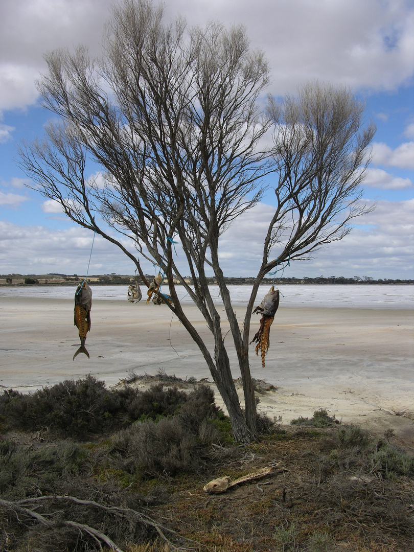 Fische im Baum. Südaustralien.