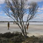 Fische im Baum. Südaustralien.