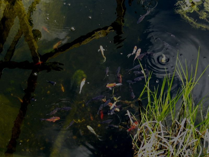 Fische im eigenen Gartenteich Foto & Bild tiere, haustiere