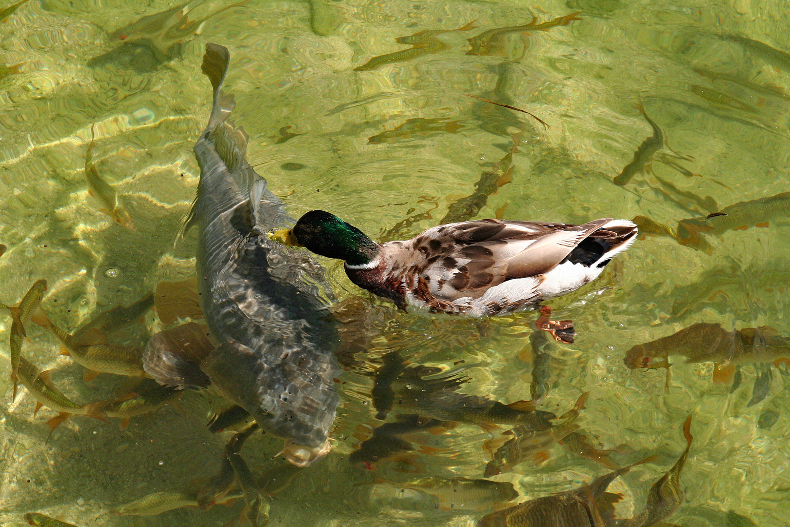 Fische im Ferchensee