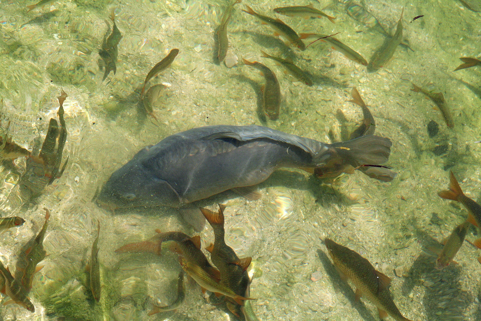 Fische im Ferchensee