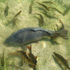 Fische im Ferchensee