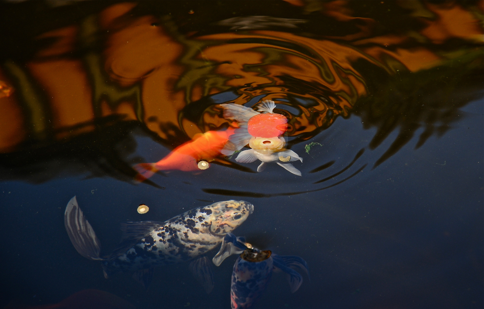 Fische im Gartenteich