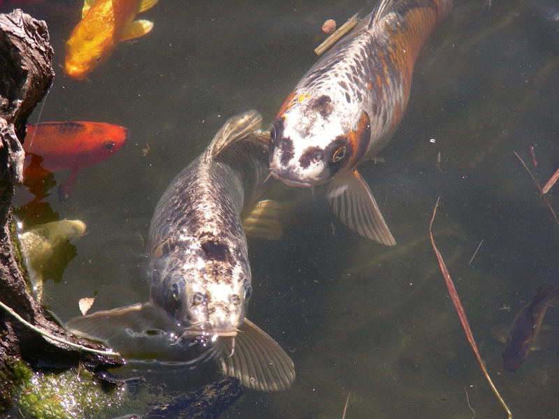 Fische im Gartenteich