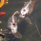 Fische im Gartenteich