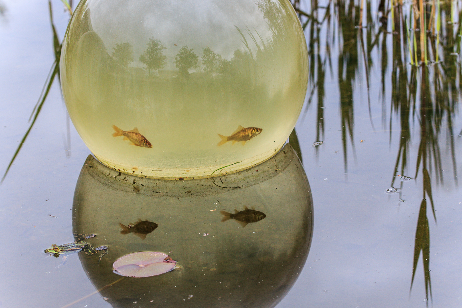 Fische im Glas