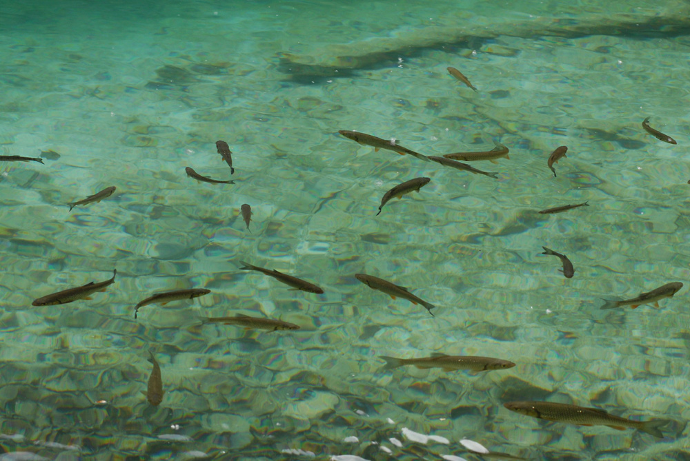 Fische im glasklaren Wasser der Plitvicer Seen