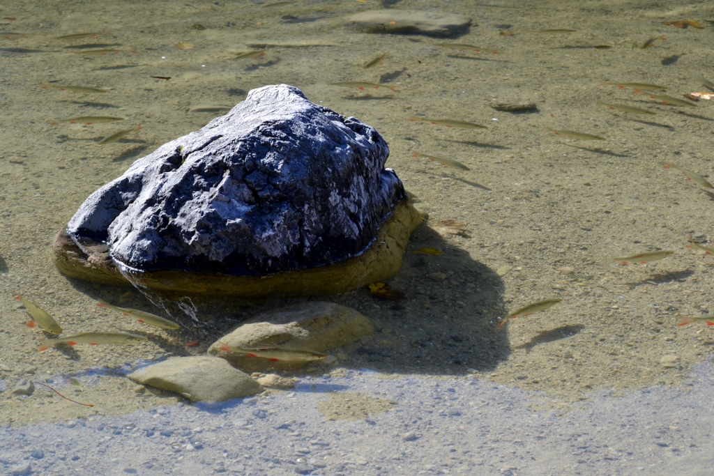 Fische im Gleinkersee