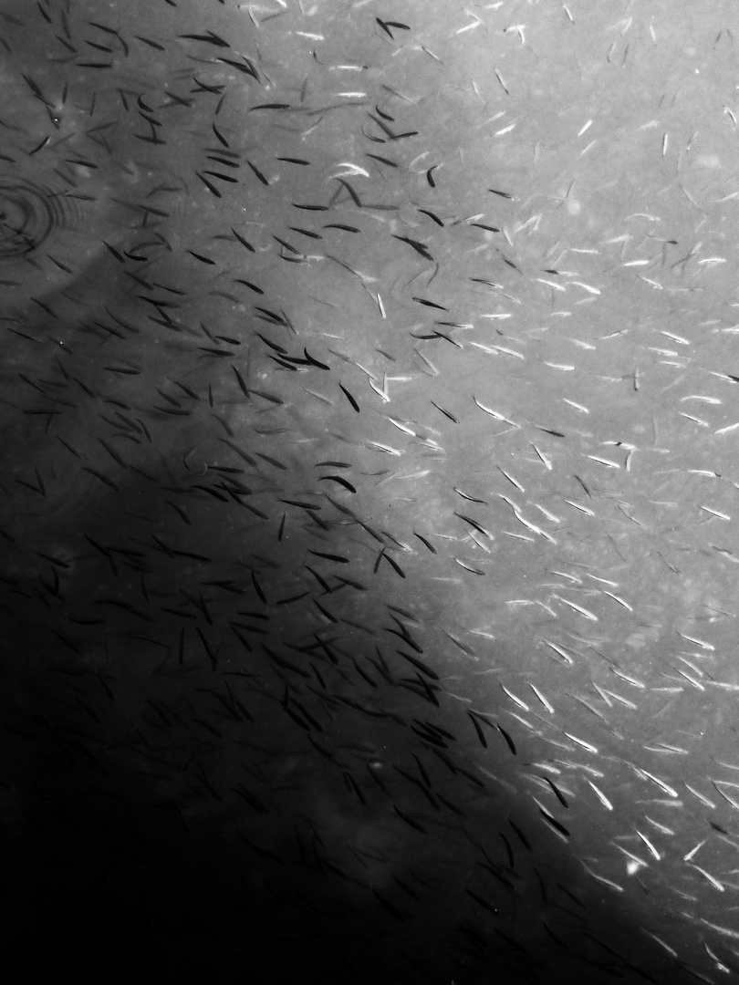Fische im größten Sodasee der Erde/ Vansee