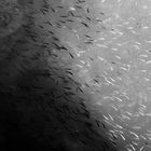 Fische im größten Sodasee der Erde/ Vansee