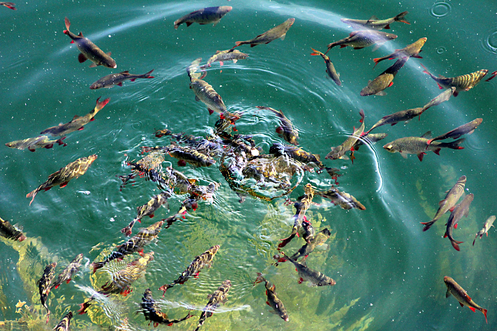 Fische im grünen See Mühlheim