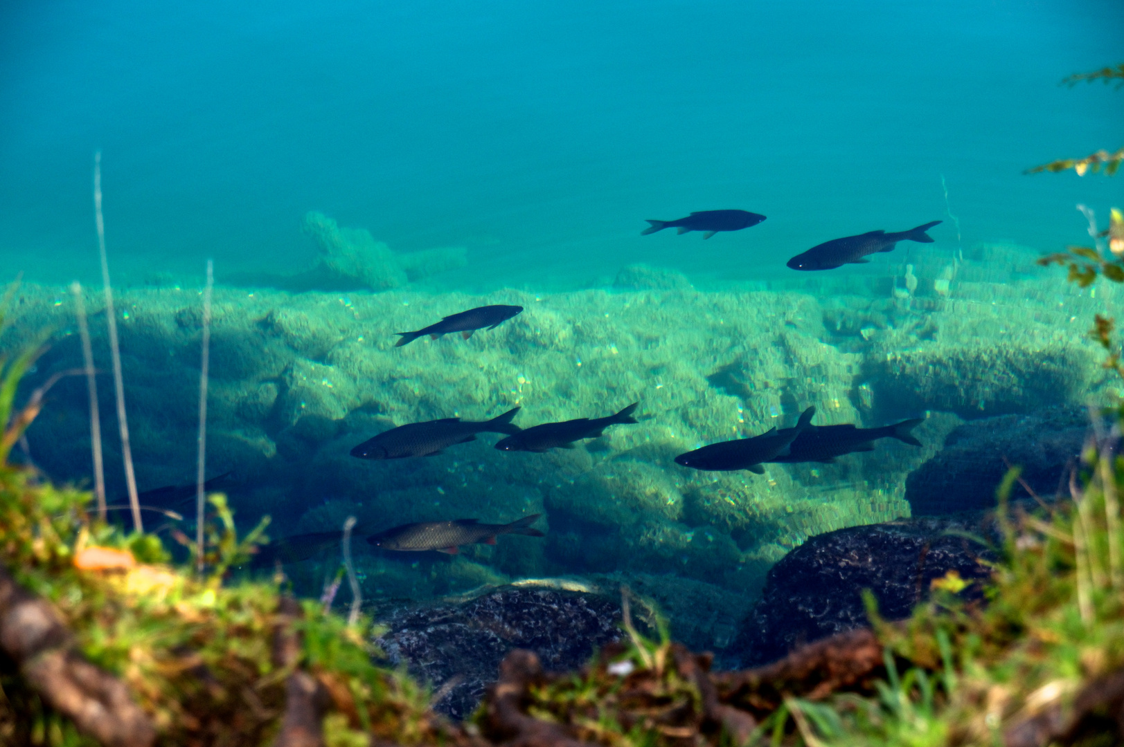 Fische im Hintersteiner See