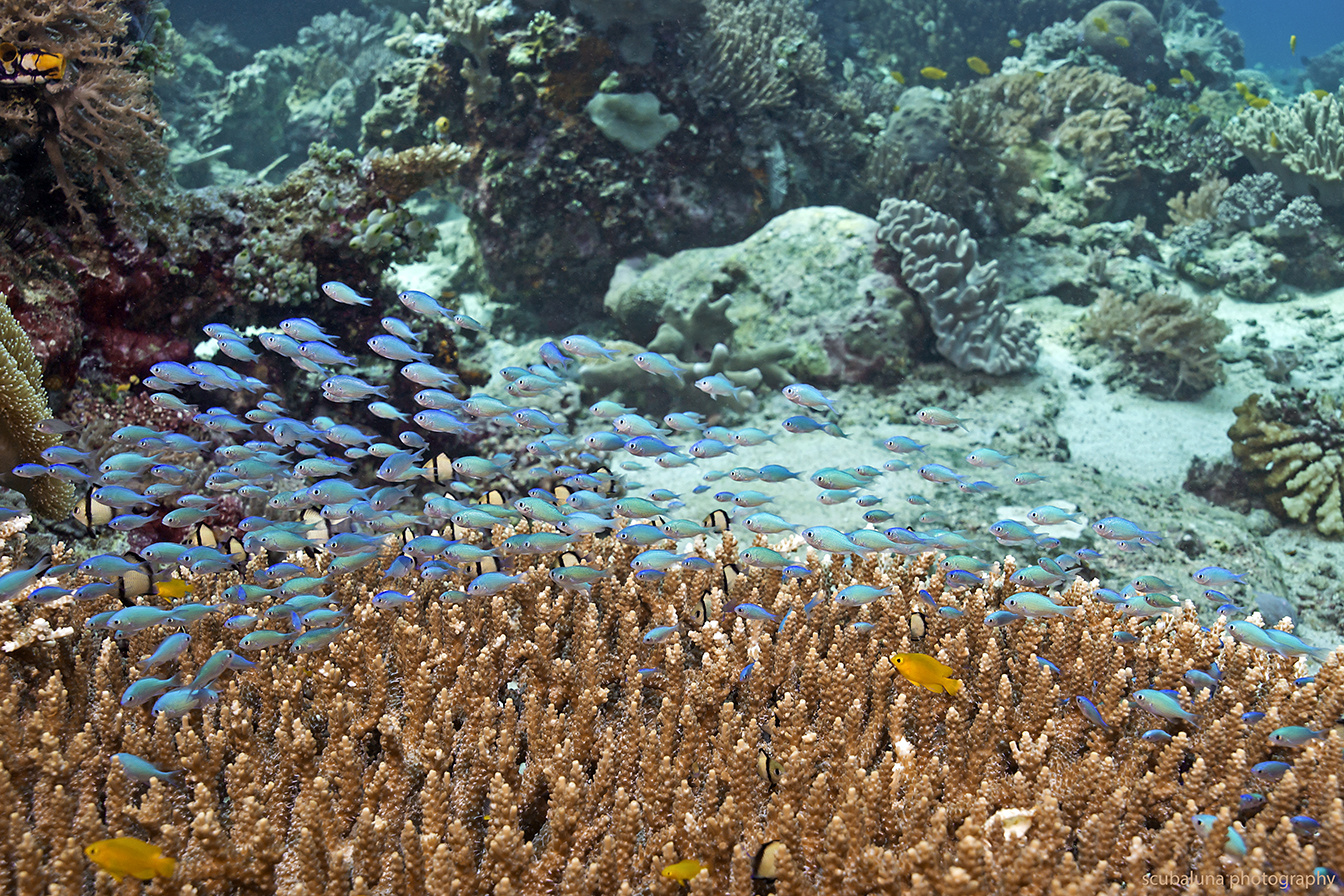 Fische im Korallenriff