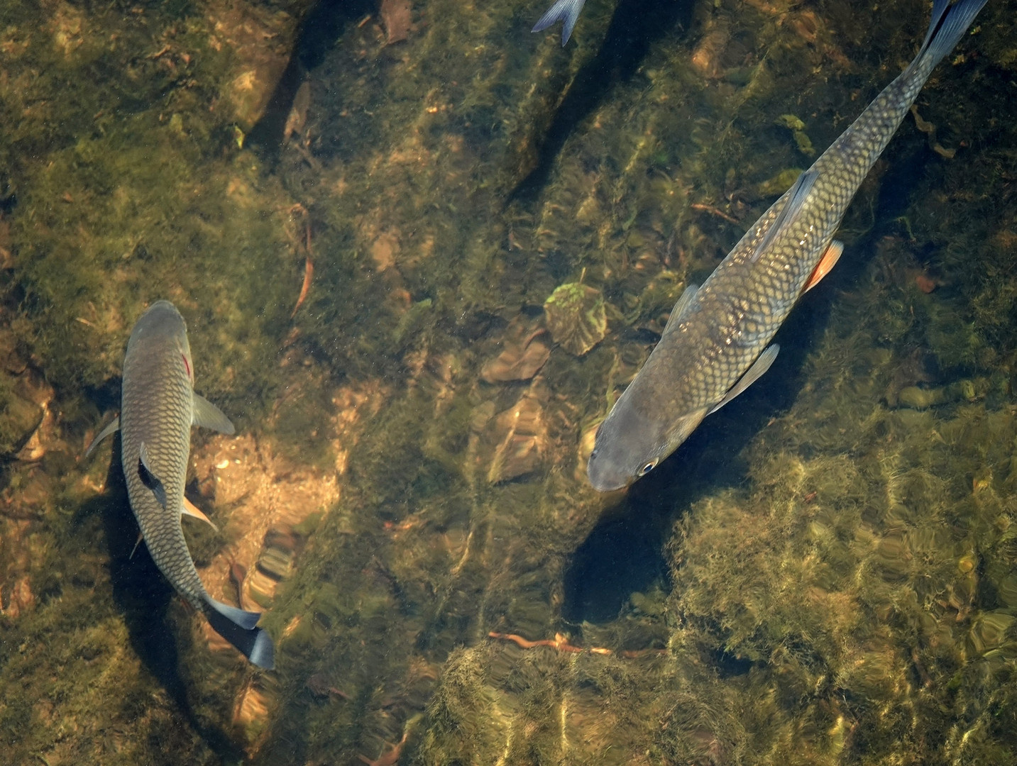 Fische im kühlen Wasser