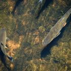 Fische im kühlen Wasser