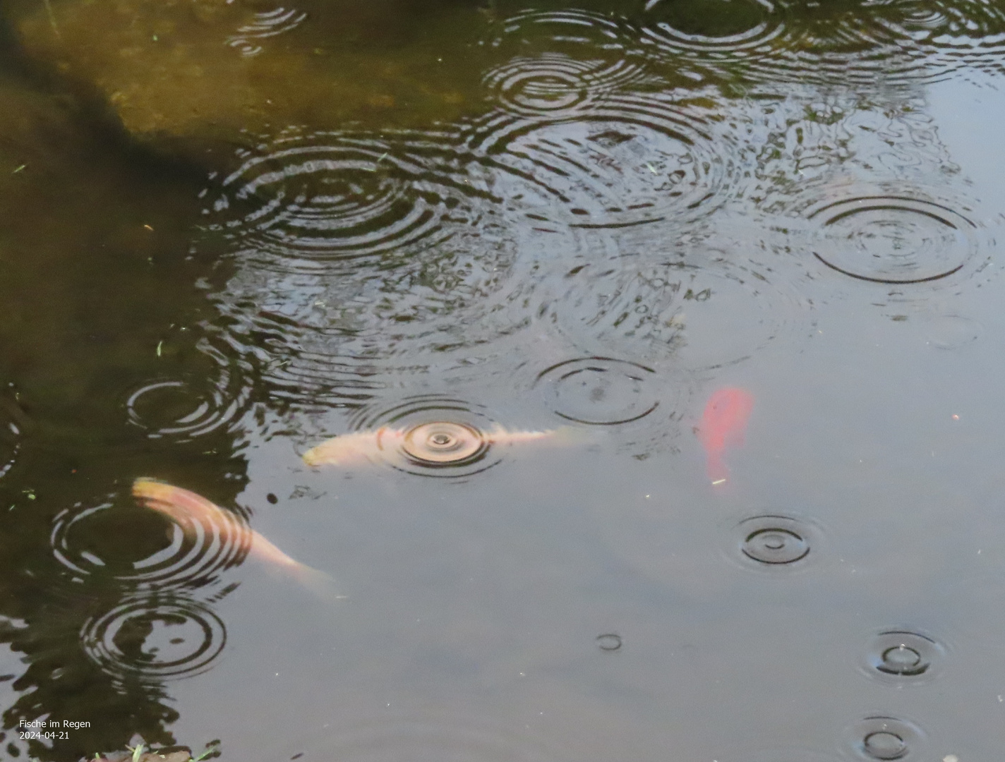 Fische im Regen