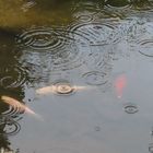 Fische im Regen
