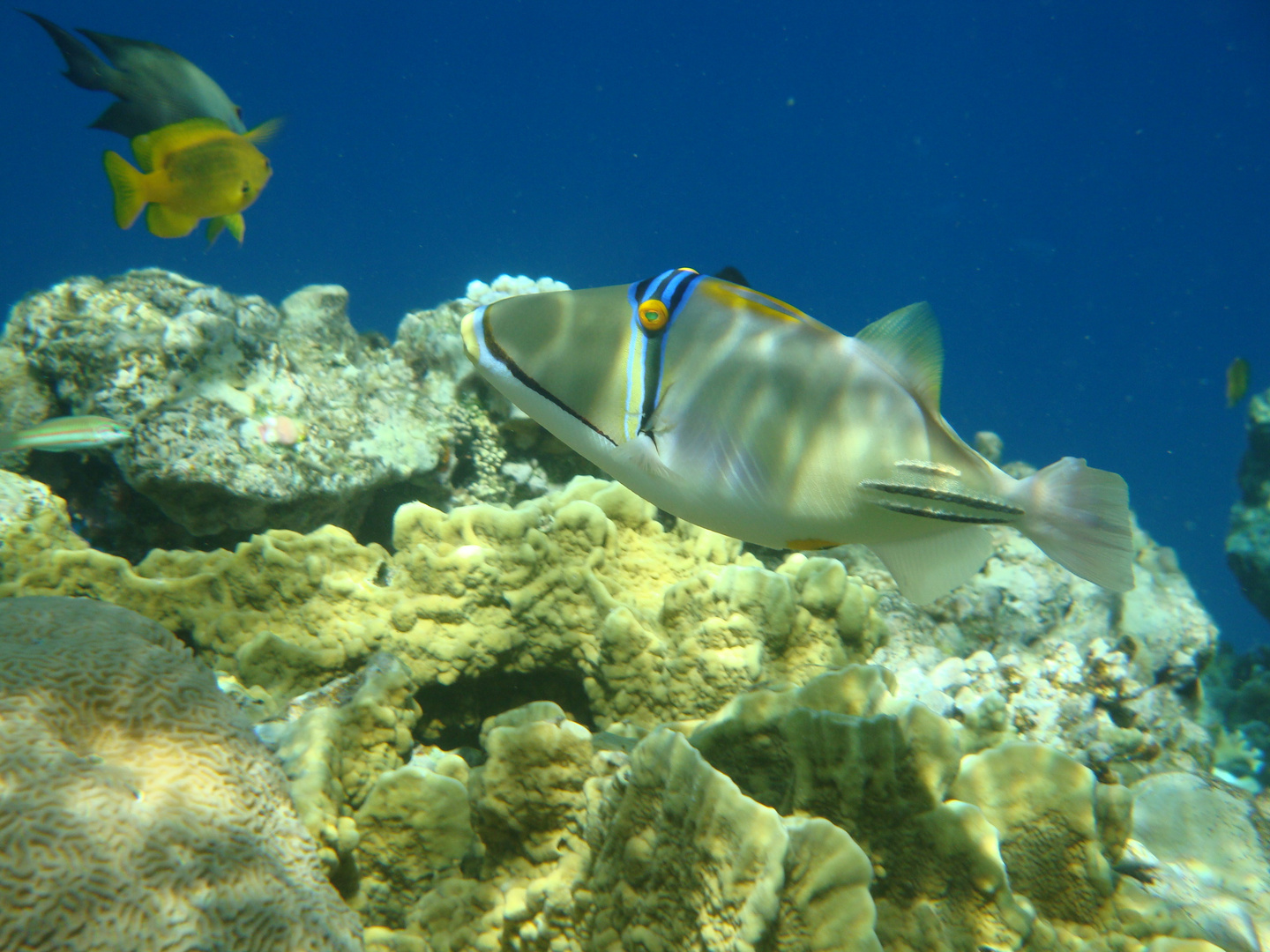 Fische im Roten Meer