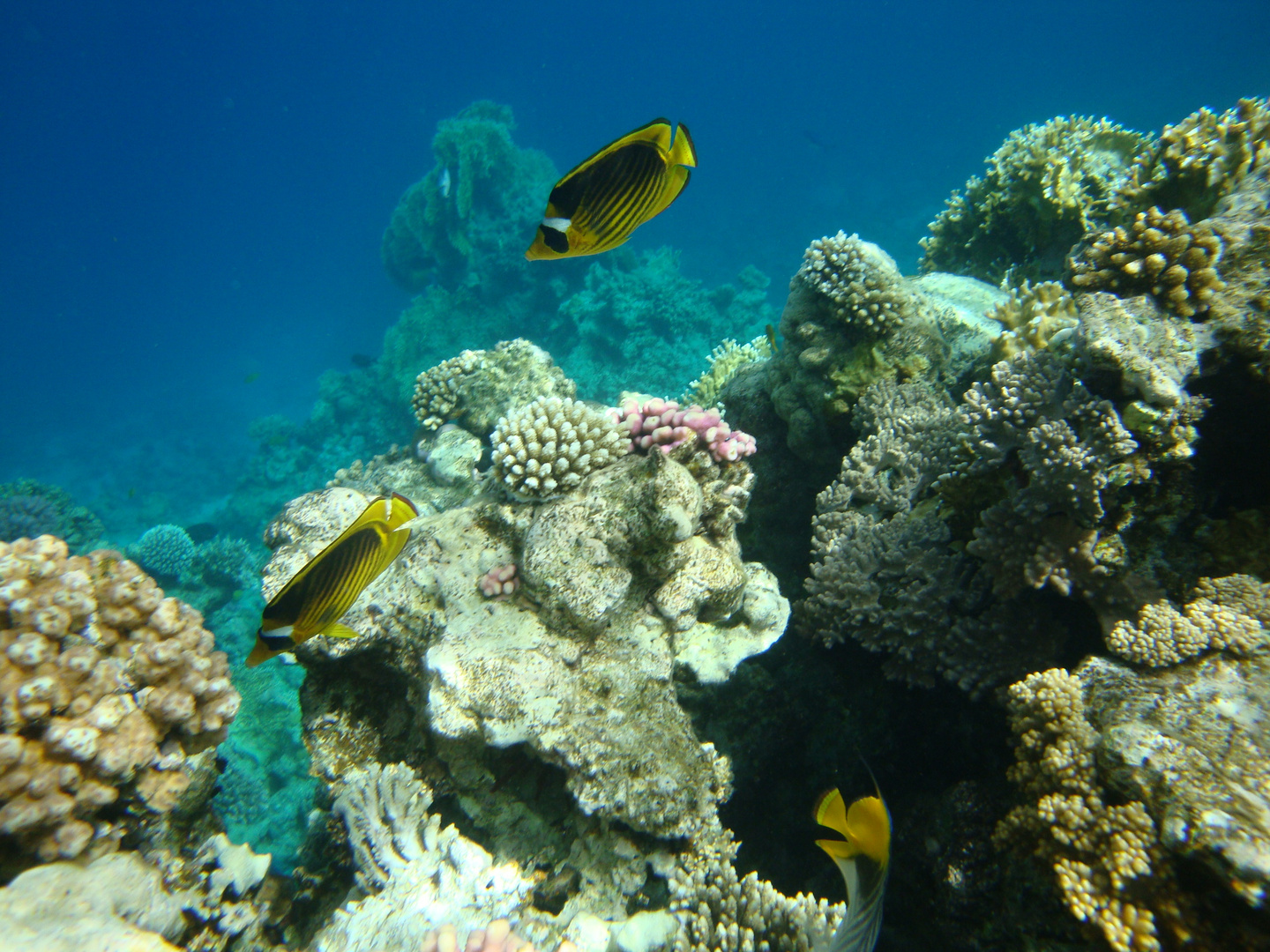 Fische im roten Meer Foto & Bild tiere, sharm el sheik, wasser Bilder auf Fische im roten Meer Foto & Bild tiere, sharm el sheik, wasser Bilder auf