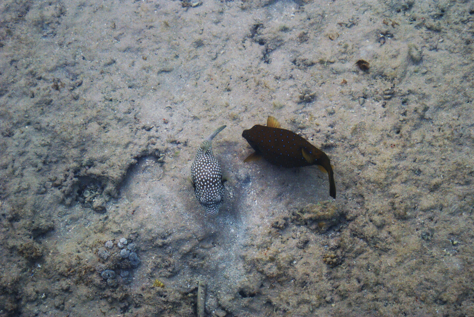 Fische im roten Meer