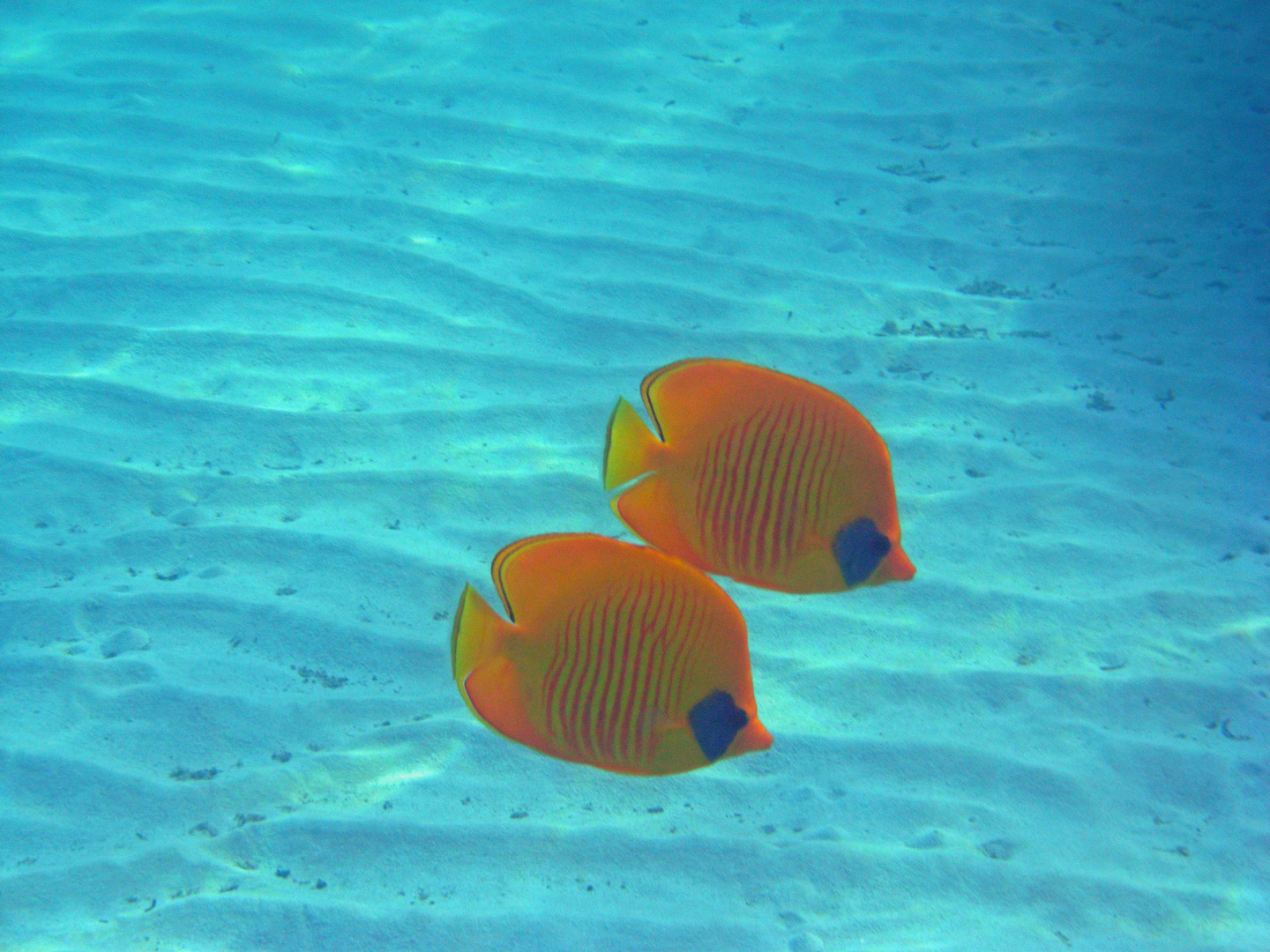 Fische im Sand