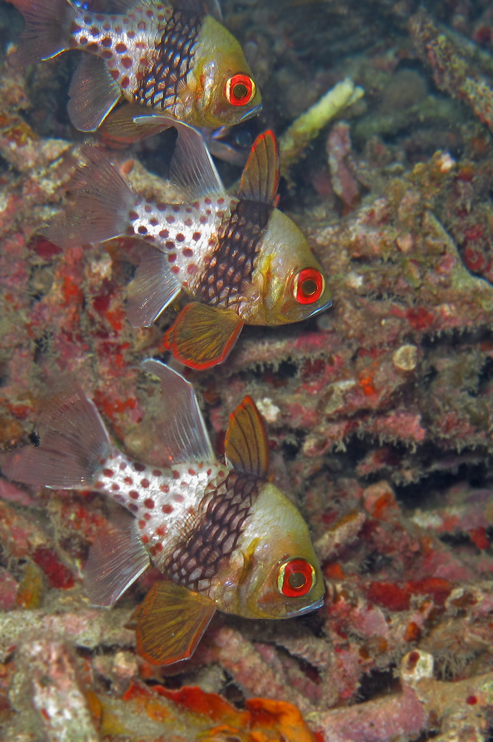 Fische im Schlafanzug