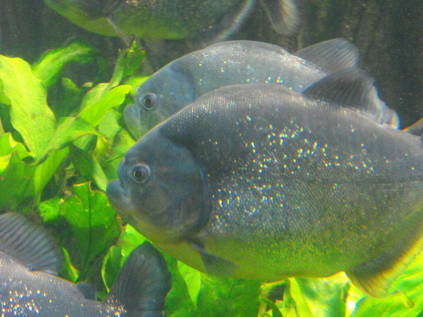 Fische im Sealife Hannover