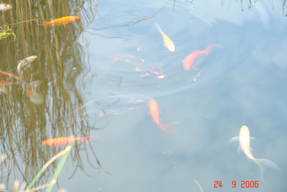 Fische im Teich