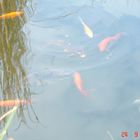 Fische im Teich