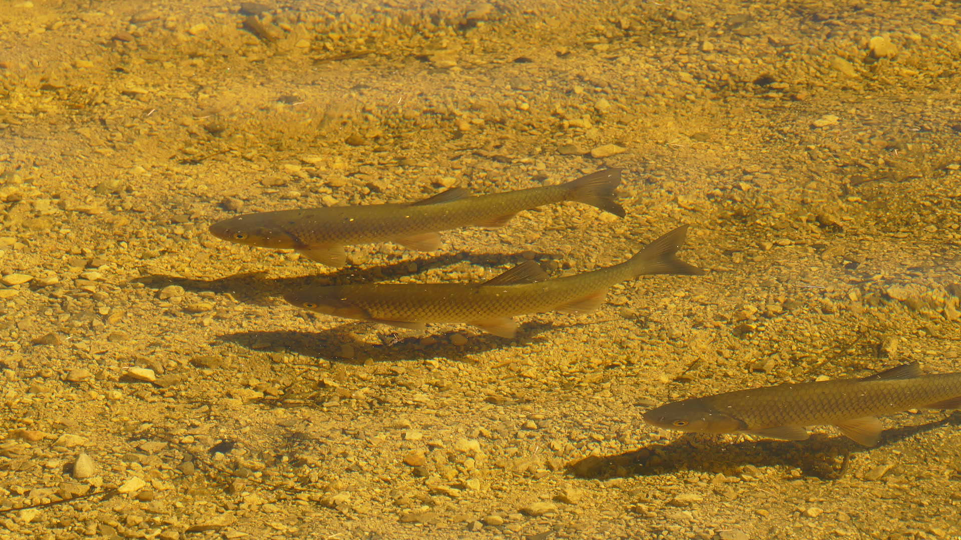 Fische im Trinkwasser