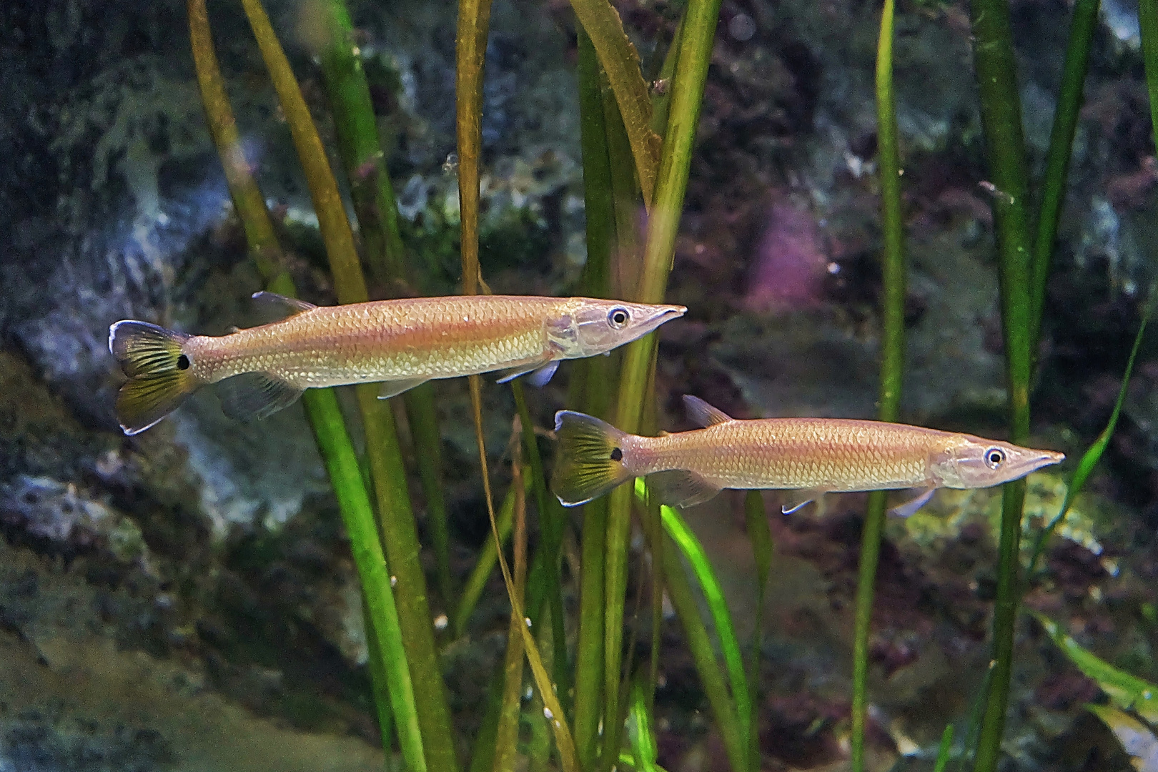 Fische im Zoo