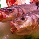 Fische in Barcelona - Mercat de la Boqueria